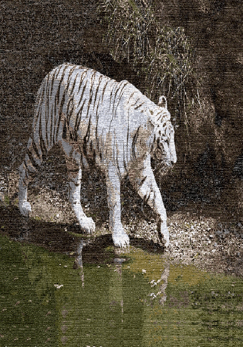 White Tiger