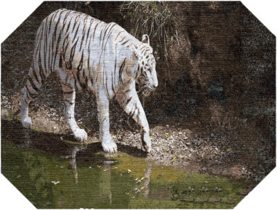 White Tiger