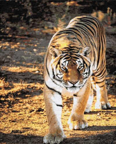 Wild King