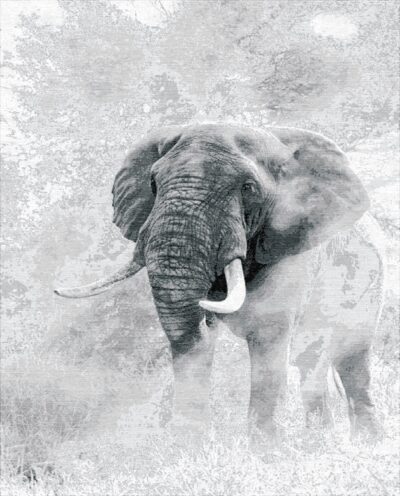 Grey Giant